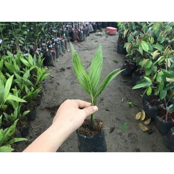 COMBO 5 CÂY CAU GIỐNG.