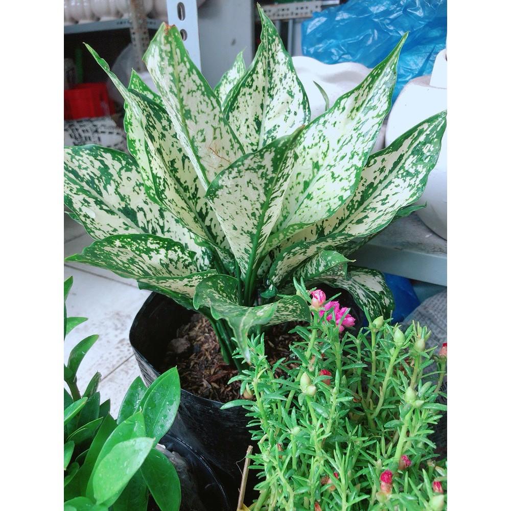 Cây Ngọc Ngân Size lớn