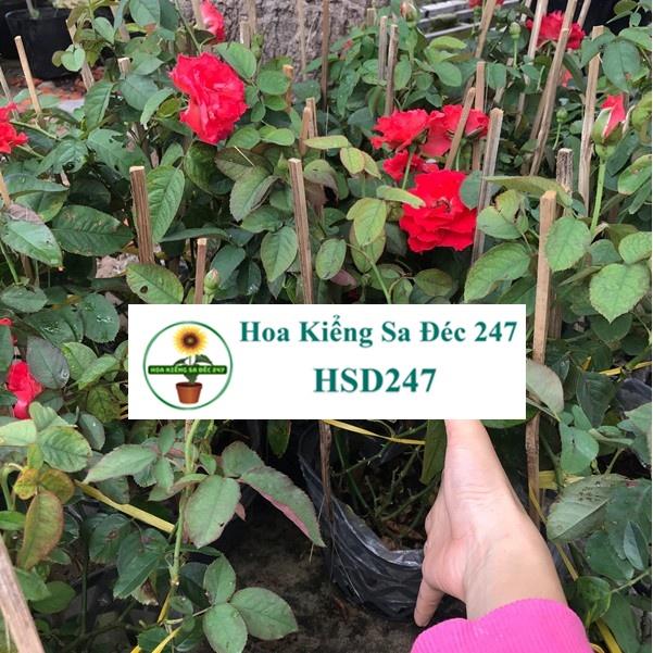 Cây Hoa Hồng lửa - Tặng Phân Bón-hoa kiểng lá-trang trí nội thất cảnh quan
