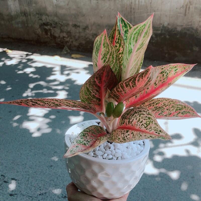 Chậu Cây Thịnh Vượng