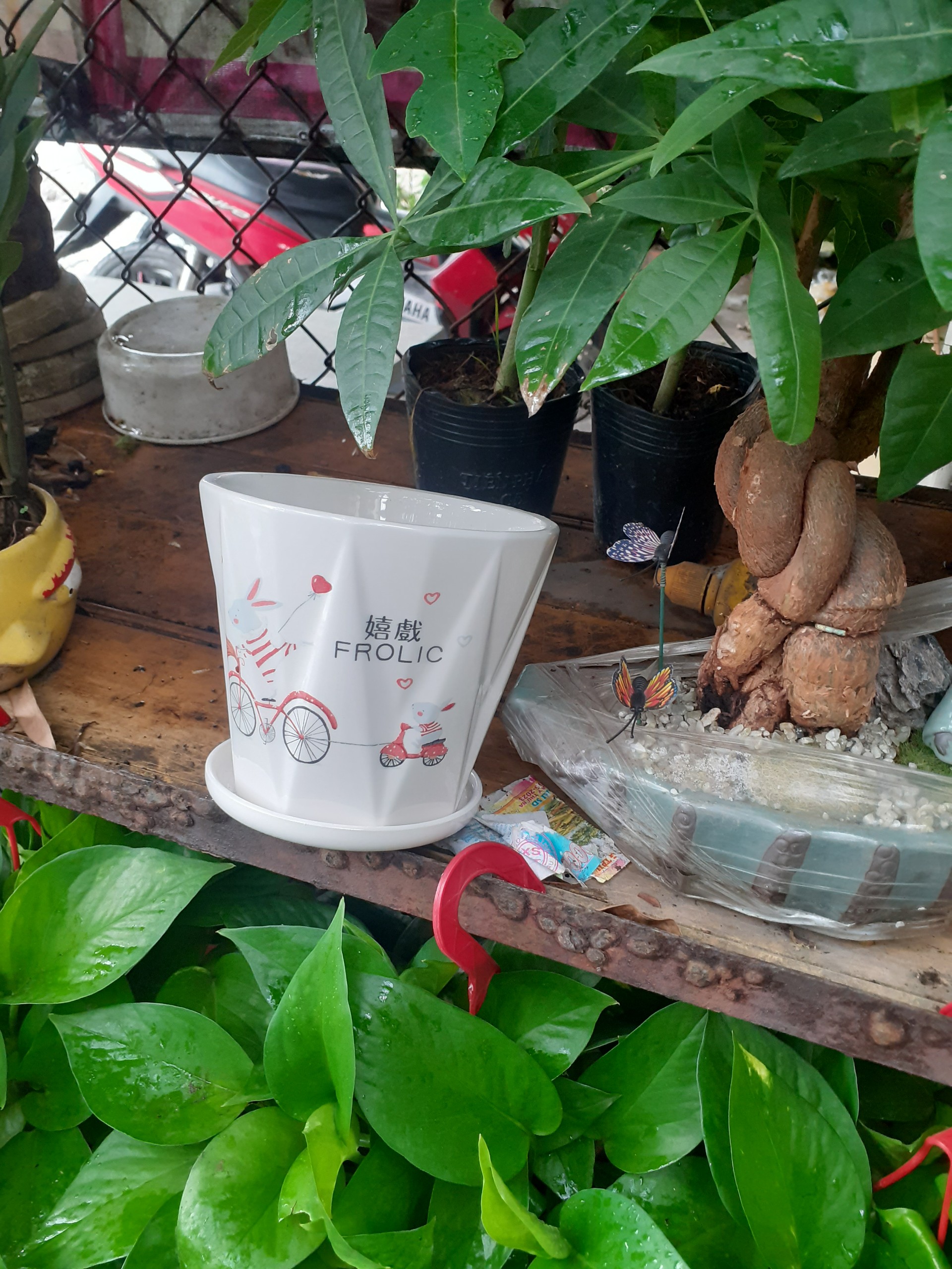 Chậu sứ tròn vân sao màu trắng Anh Em Gấu đi chơi công viên
