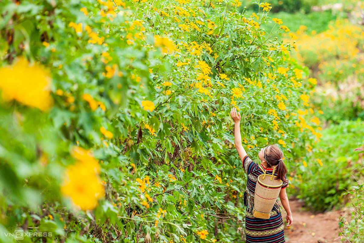 Vietourist - Tour Du Lịch Tây Nguyên: Buôn Ma Thuột - Buôn Đôn - Pleiku - Kontum - Măng Đen