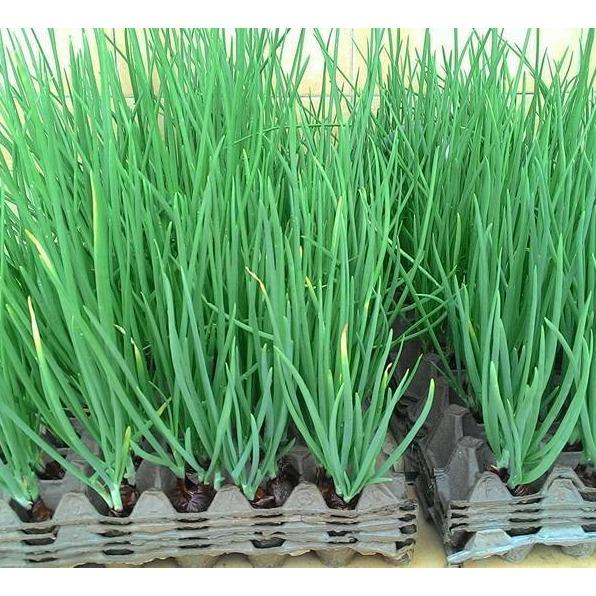 Hạt Giống Hành Lá Gốc Trắng White-01 Phú Nông