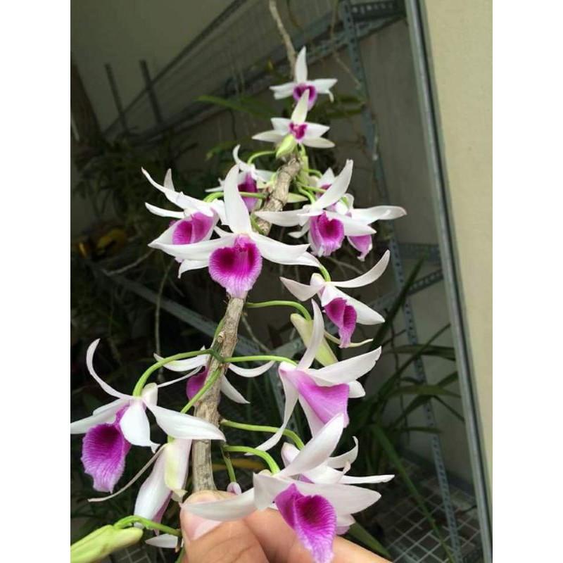 Dã hạc dacklay cây giống