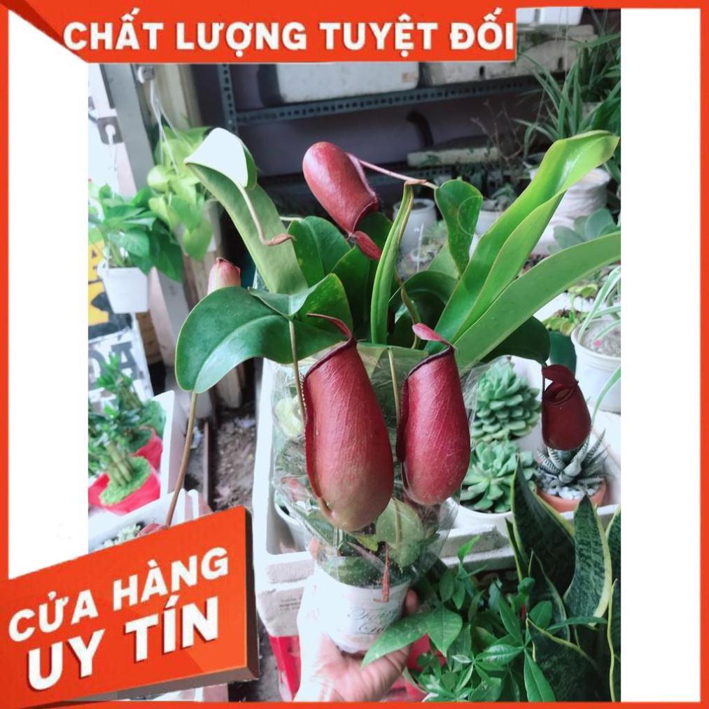Cây nắp ấm
