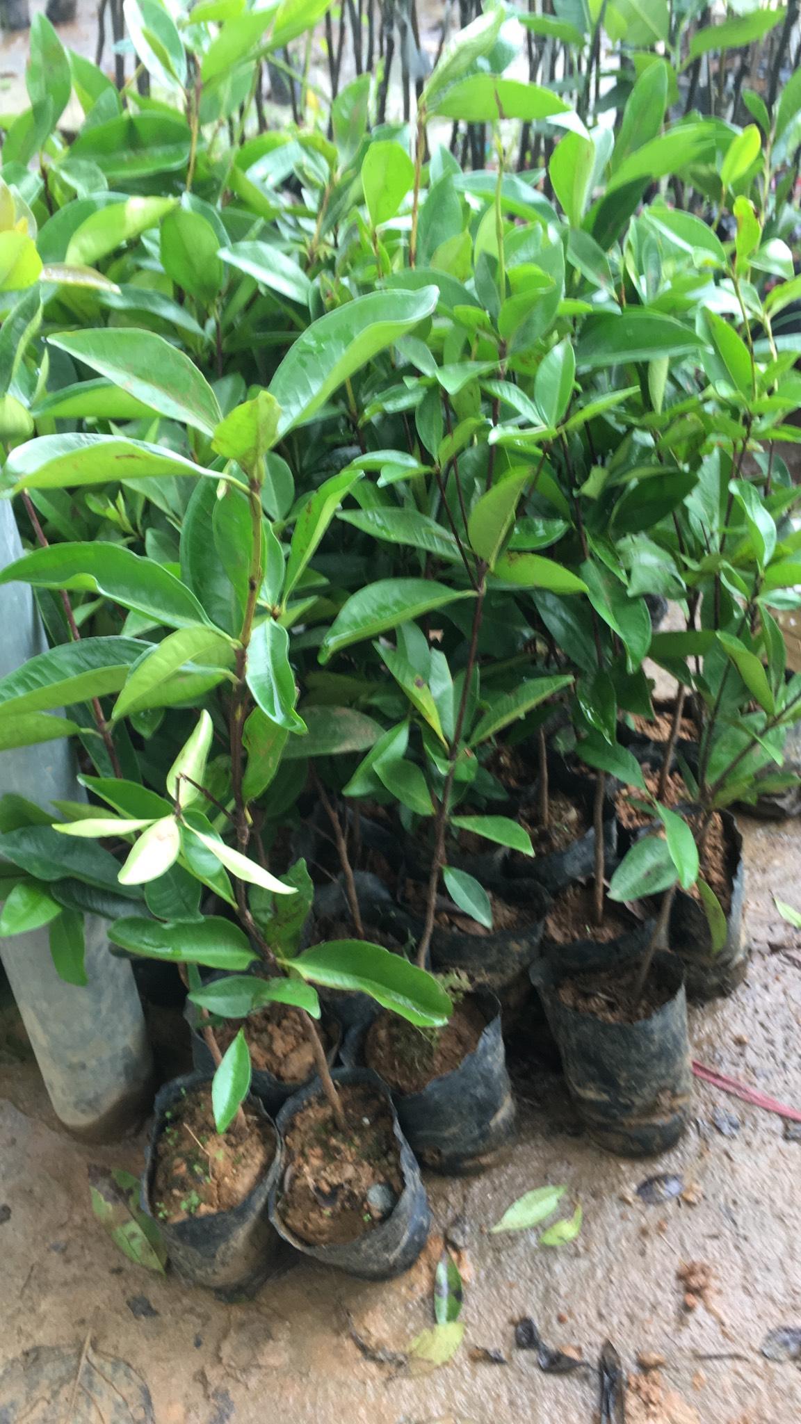 Cây cherry, giống cây cherry sắp quả, gửi nguyên bầu