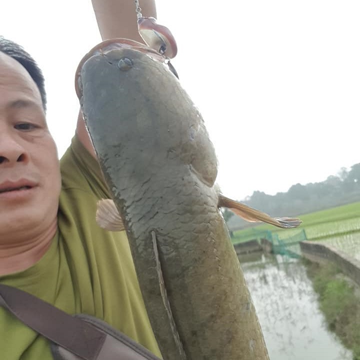 Nhái hơi câu lóc v1 Bull nặng 7g dài 4.5cm có thìa xoay, mồi nhái giả thái lan câu lure cá lóc bông đồng cá sộp cực nhạy