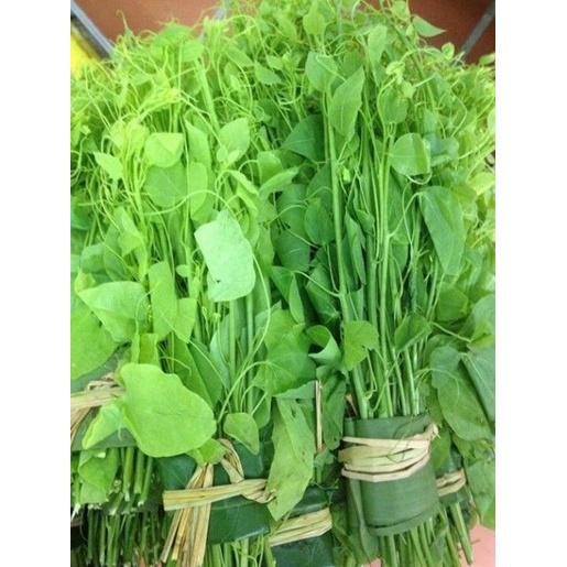 Rau bò khai, rau ngót leo- cây giống