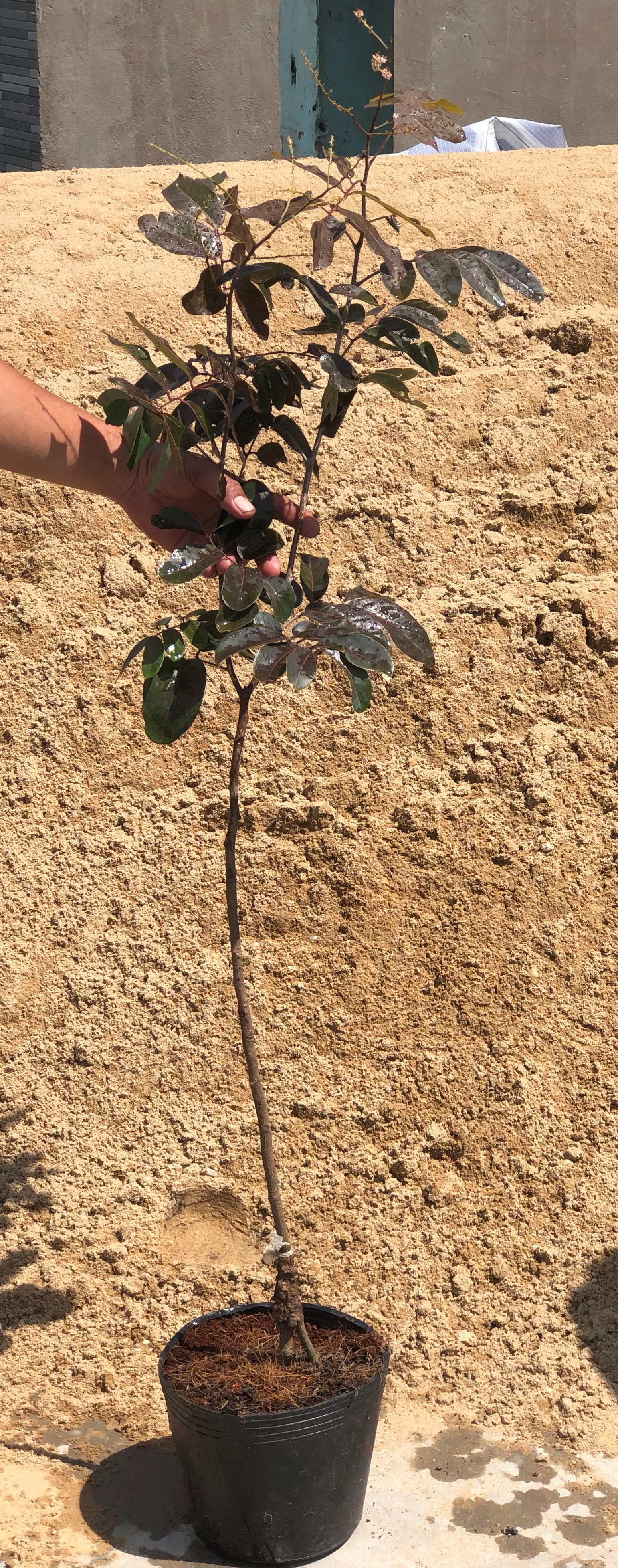 Cây nhãn tím đã có hoa