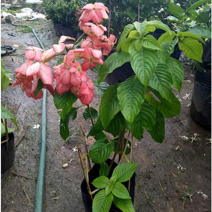 HOA ÉN HỒNG - CÂY GIỐNG