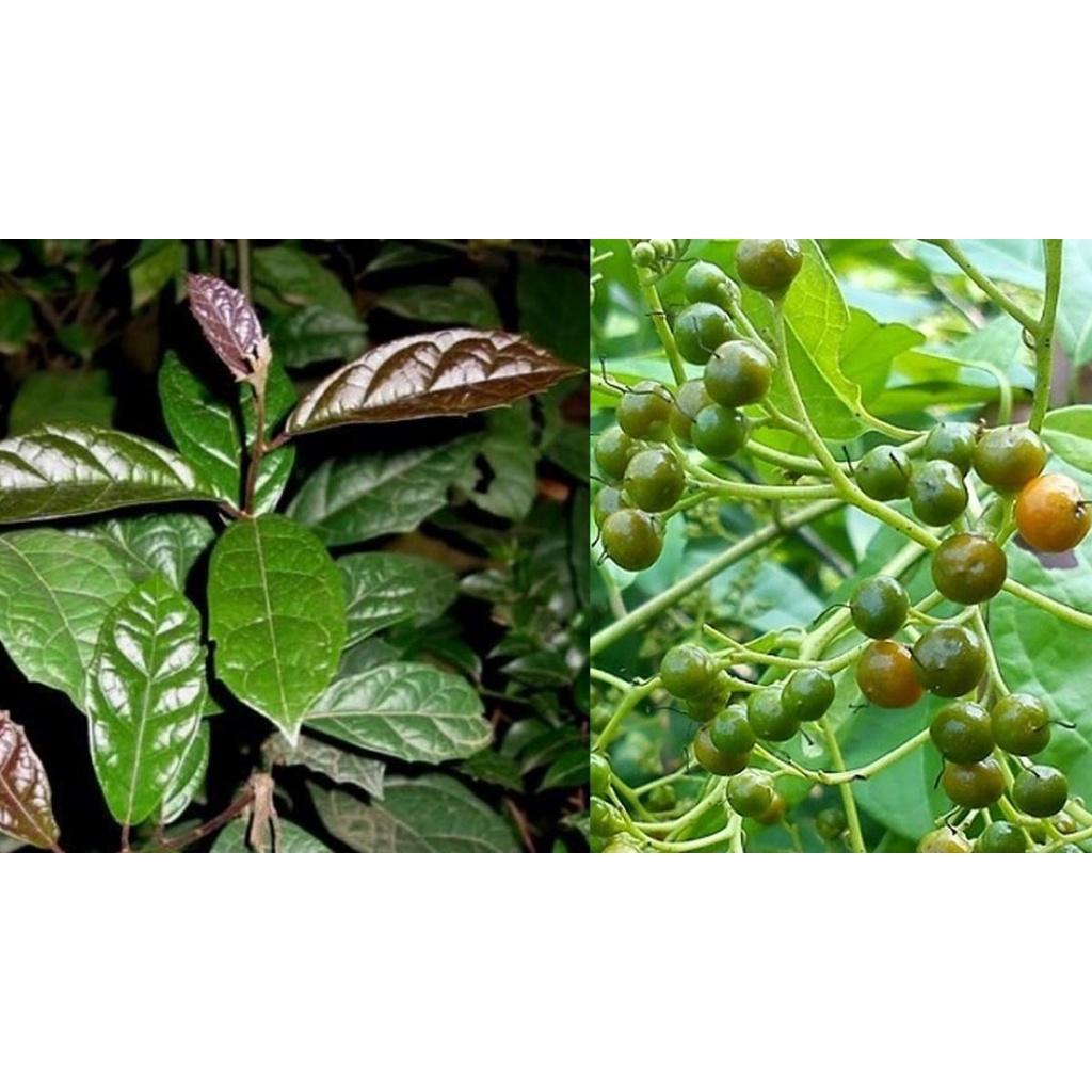 CÂY XẠ ĐEN GIỐNG