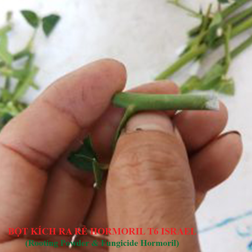 Bột Kích Ra Rễ Israel cho cây Thân Gỗ Hormoril T6