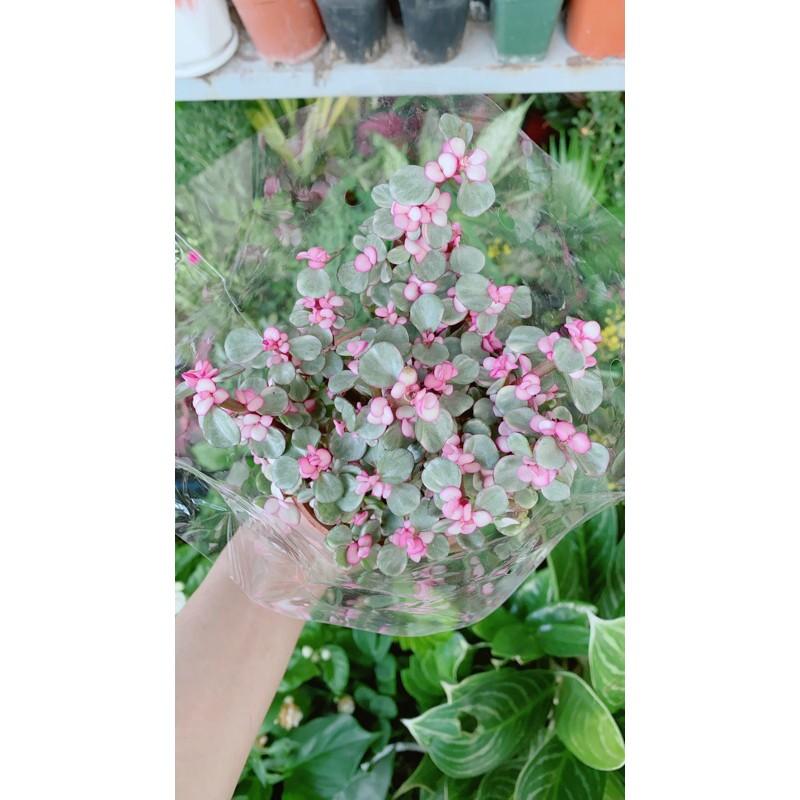 Cành Vàng Lá Ngọc