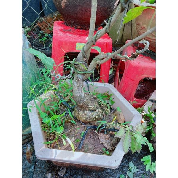 Cây Lộc Vừng Bonsai