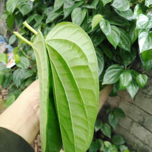 100gr Lá trầu không tươi sạch nhà trồng