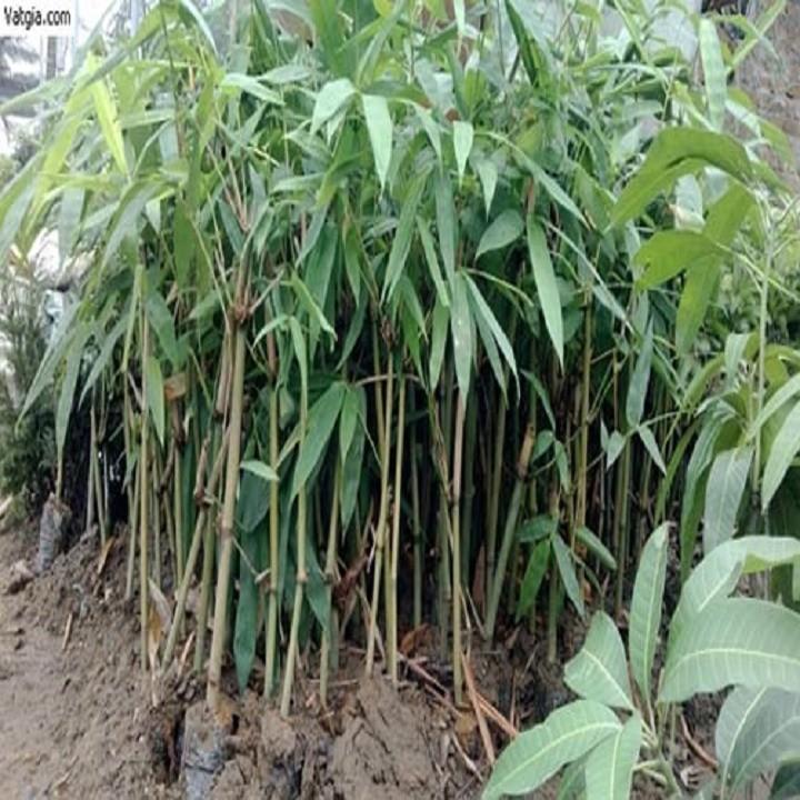 Cây giống măng Tre Bát Độ giống năng suất cao