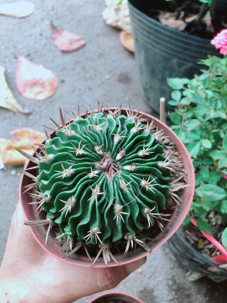 Xương Rồng Trúc Ngọc