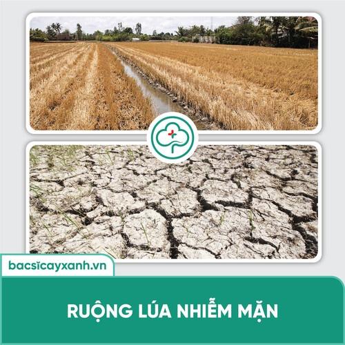 Chế phẩm xử lý đất nhiễm mặn, ra rễ thông mạch, xanh lá, tốt cây BS20 Sali 500ml NSX Bacsicayxanh