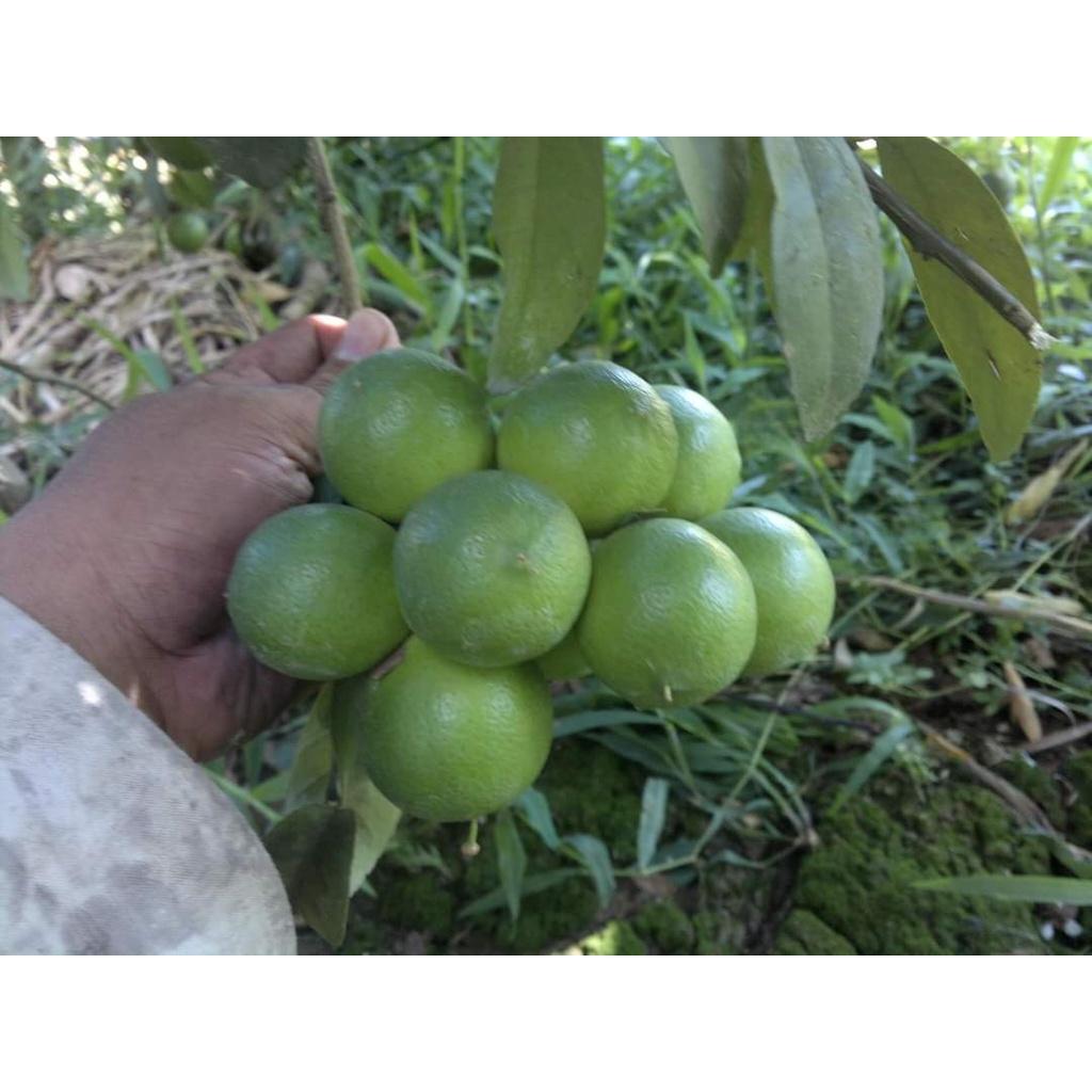 Cây giống chanh bông tím
