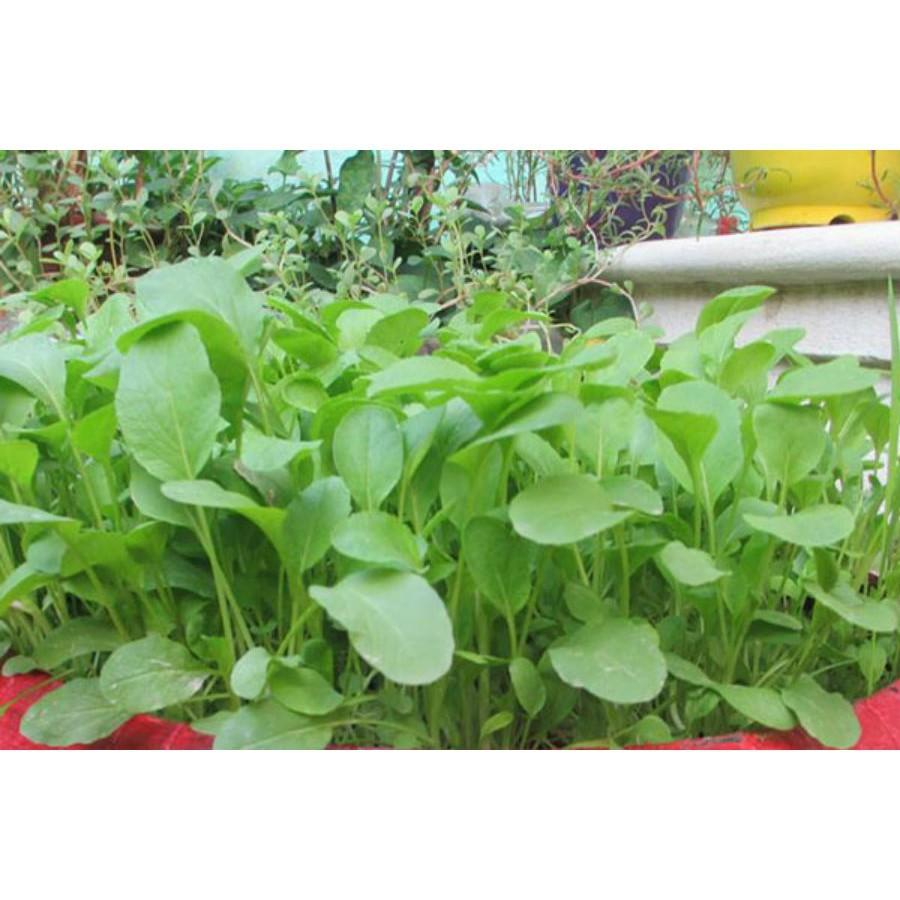 Hạt giông Rau Cải Ngọt thùng xôp dễ trồng bao đẹp