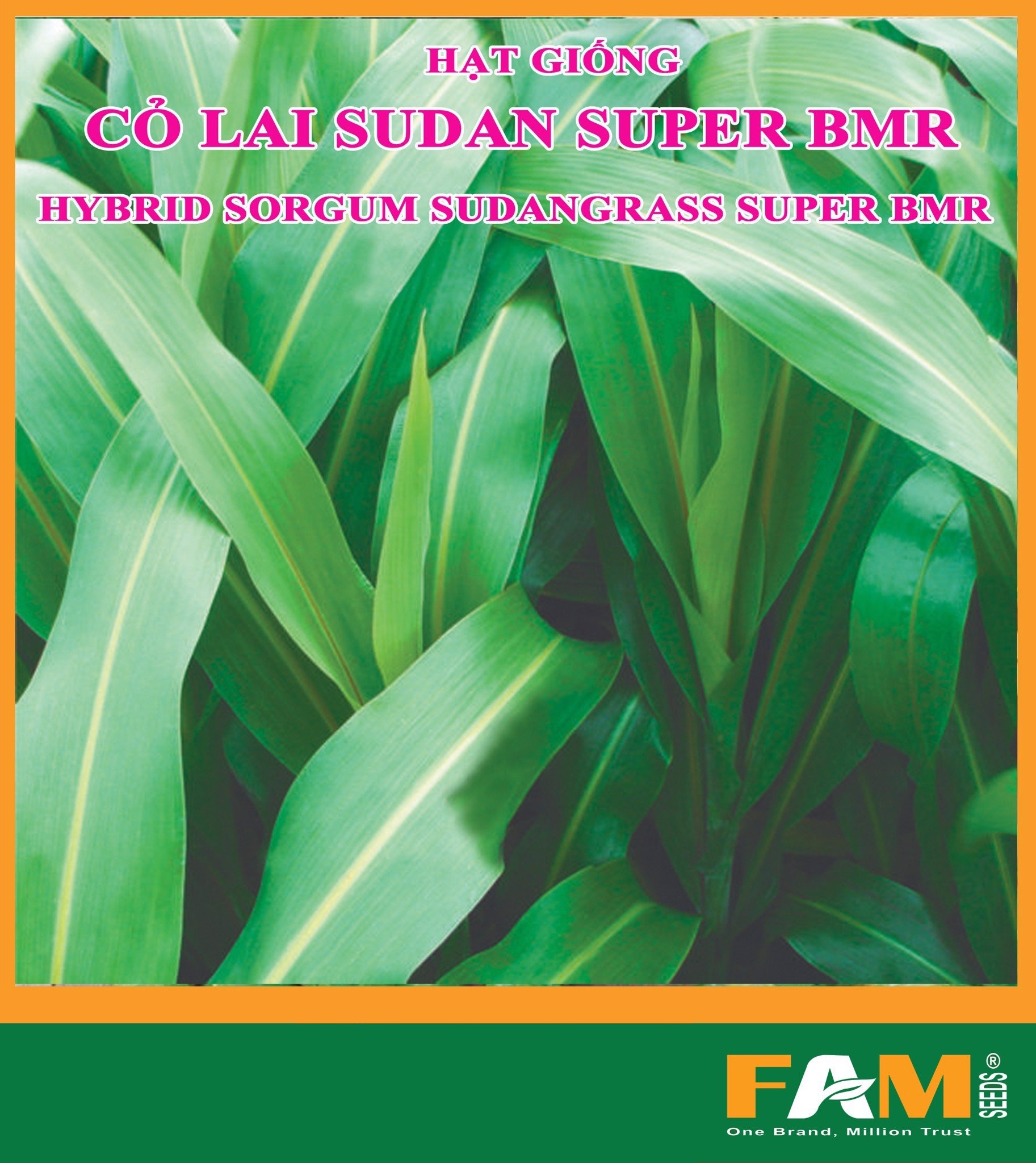 Hạt Giống Cỏ chăn nuôi SUDAN SUPER BMR - Gói 100gram