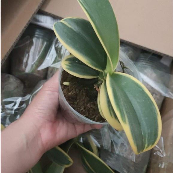 Chậu hoa Lan Hồ Điệp lá biên size cây giống chờ hoa