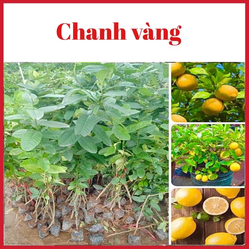 Cây chanh vàng Mỹ quả to mọng nước rất thơm 6 tháng ra quả