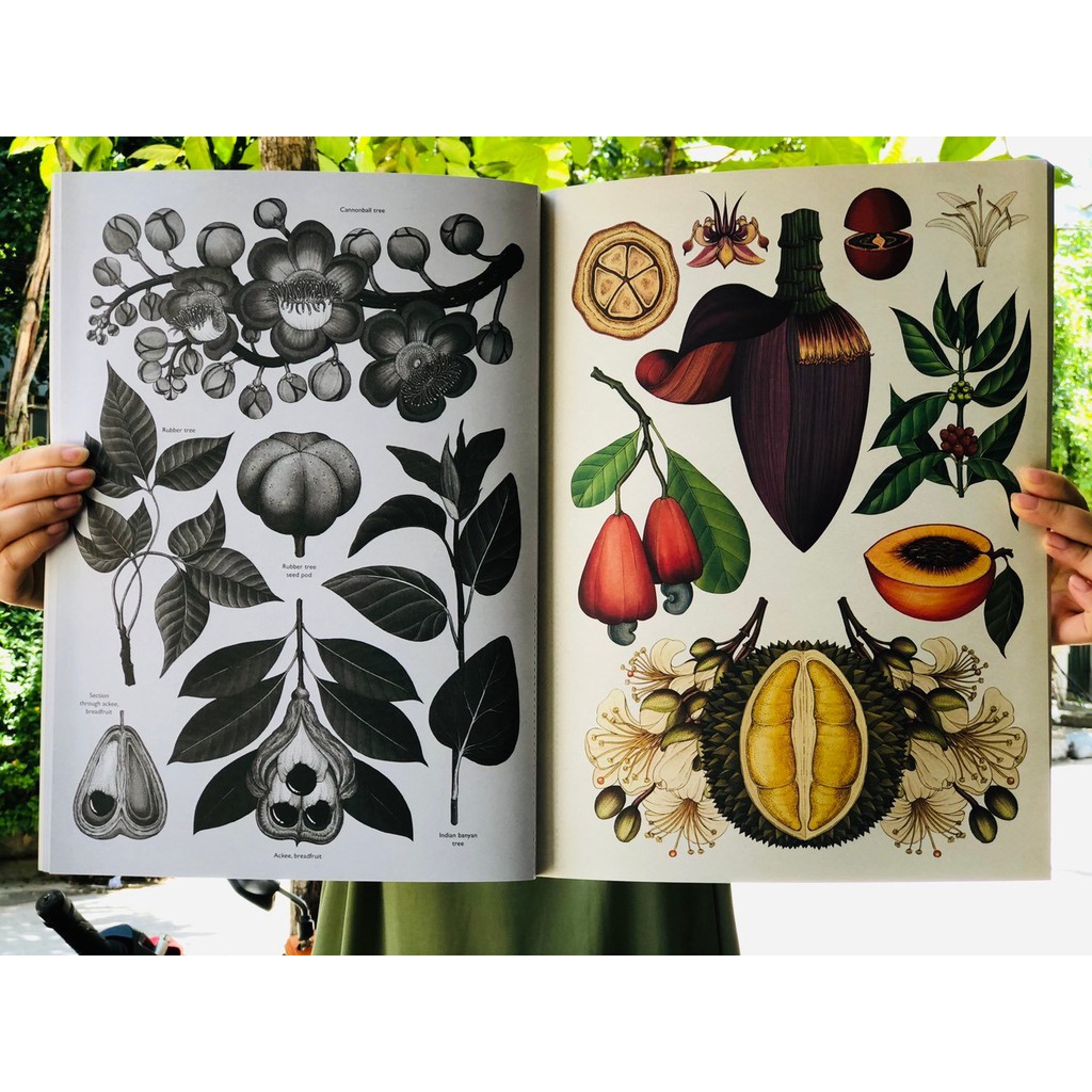 Sách Tham Khảo Cho Trẻ - Botanicum Poster Book ( Sách Ảnh Đẹp Về Các Loại Thực Vật ) - Tổng Hợp 28 Tấm Poster Đẹp Về Thế Giới Các Loại Thực Vật Dành Cho Các Bé Từ 9 Tuổi - Nhà Sách Giáo Dục Quốc Tế, Bìa Cứng, In Màu