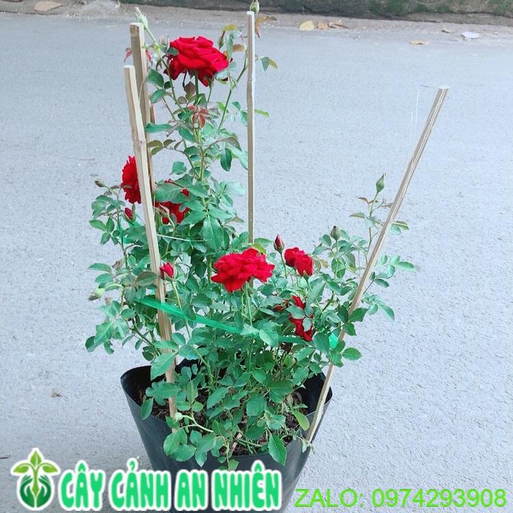 Bụi Hoa Hồng Siêu Nụ