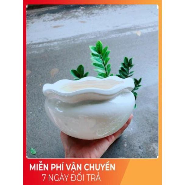 Nhất Mạt Hương kèm chậu sứ