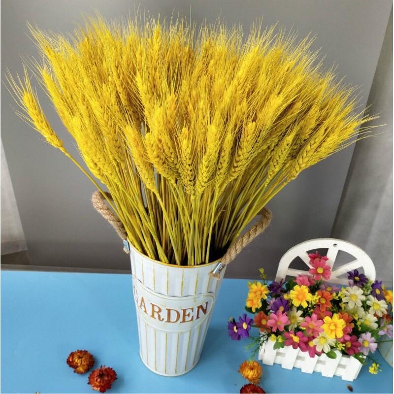 Bó lúa mạch khô - làm phông nền chụp ảnh