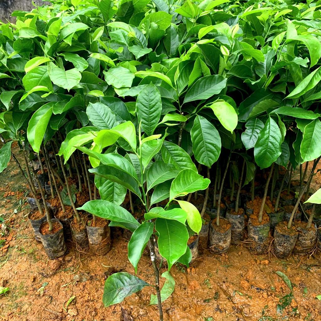 Cây giống dổi nếp lấy hạt