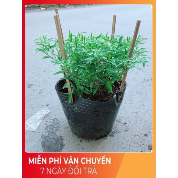 Bụi Ớt Hiểm