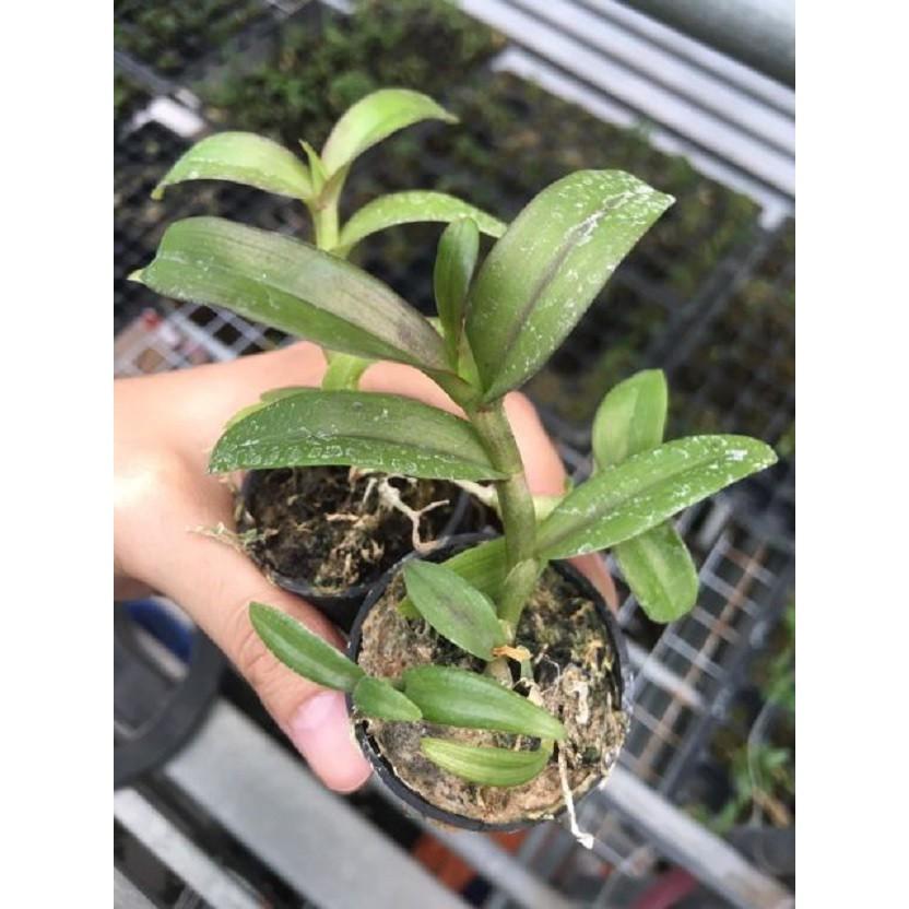 Cốc phi điệp 5 cánh trắng VỌNG XƯA- hàng CẤY MÔ - hoa TÙY DUYÊN - hoa siêu đẹp