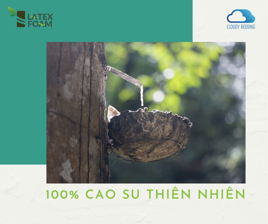 NỆM CAO SU THIÊN NHIÊN LATEXFOAM