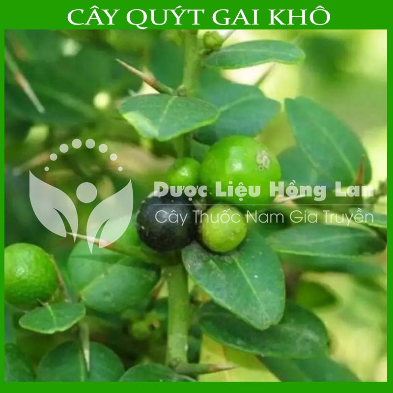 Cây Quýt Gai khô 500gram