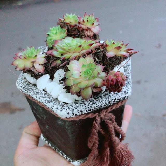 Chậu Sen Phật Bà Đỏ