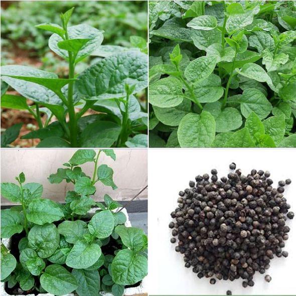 Bộ 2 gói hạt giống rau mồng tơi xanh lá to,-gói 20grm-tặng kèm gói phân bón lót