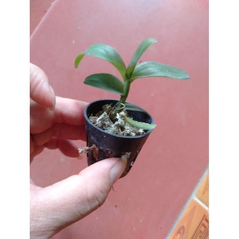 Sản Phẩm hoa phong lan phi điệp lộc bắc gieo hạt