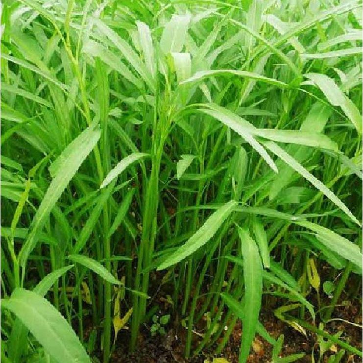 Hạt Giống rau muống lá tre - AgriBamboo 666