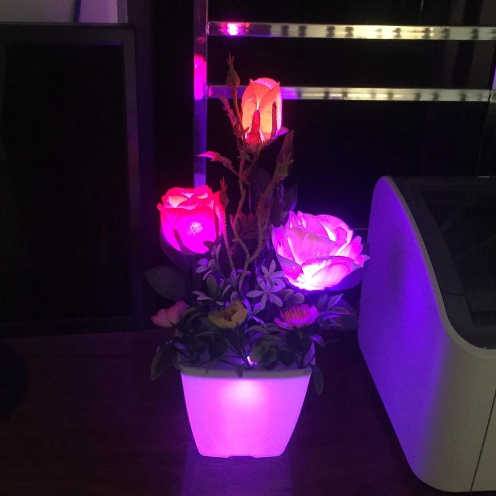 Đèn ngủ hoa hồng 3 bông