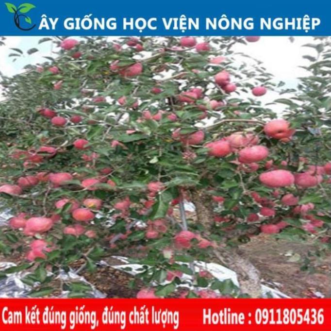 Sản phẩm Cây Ăn Trái bưởi đỏ Phúc Kiến