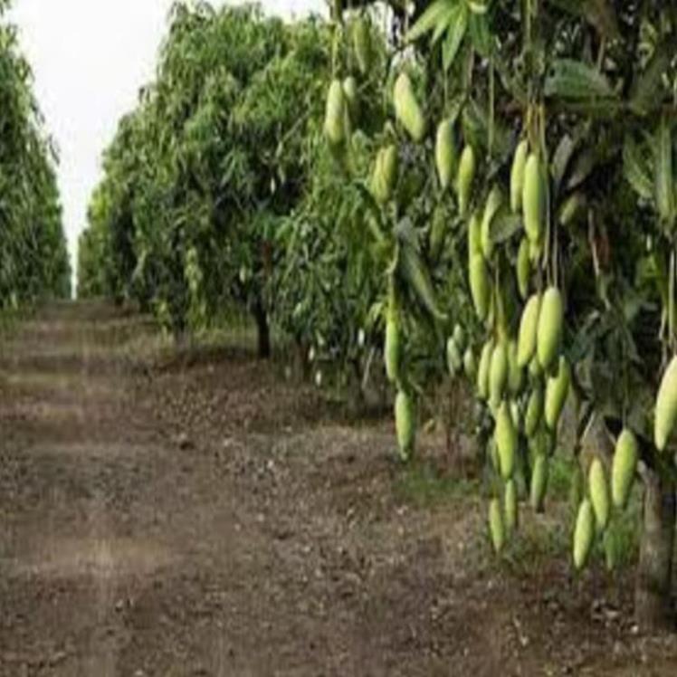 Gây giống Xoài Đài Loan bầu đất cây sai quả cho năng suất cao