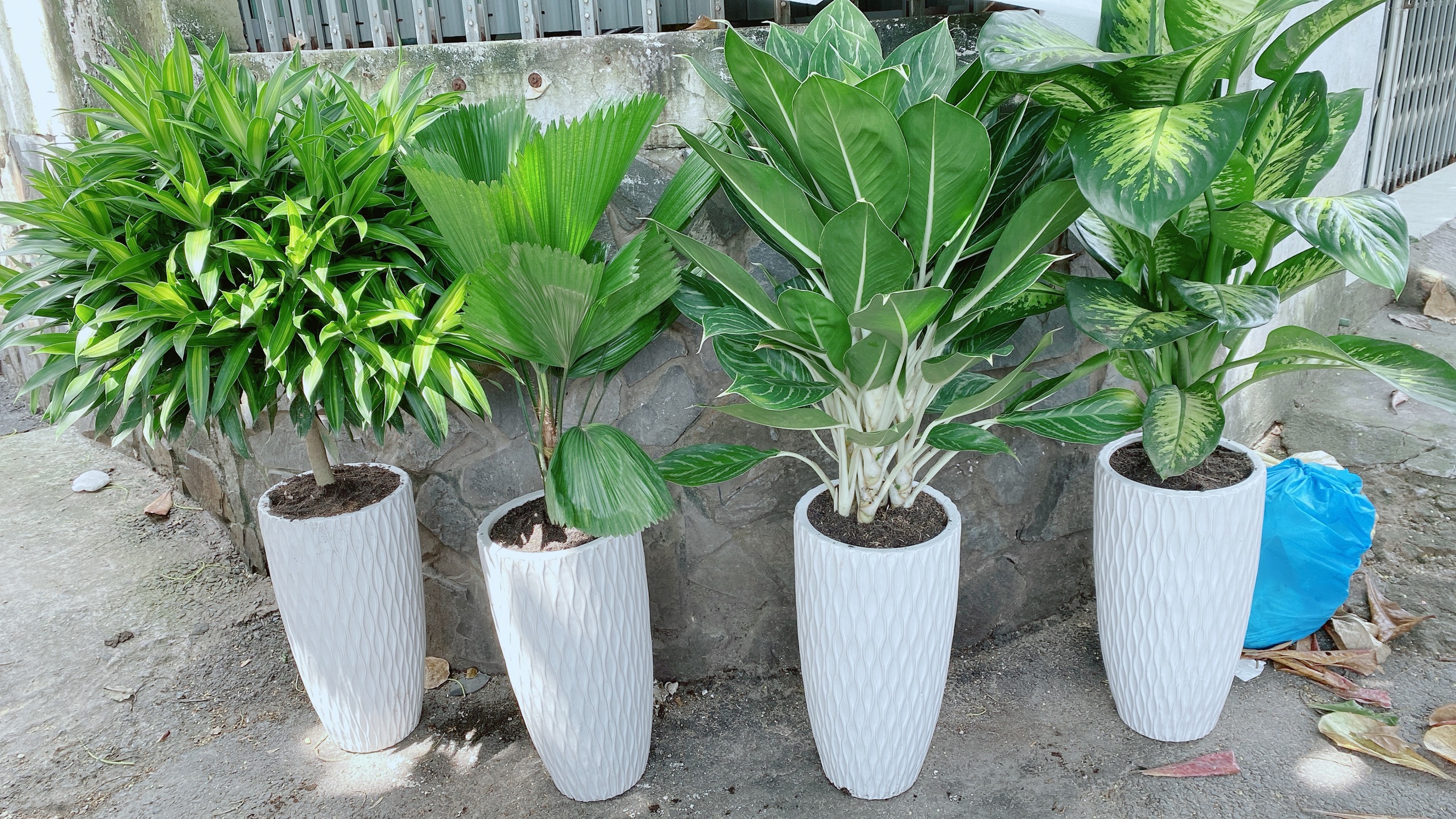 Chậu Cây Trúc Bách Hợp Lớn 1m