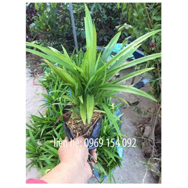Cây Lá Nếp Thơm cây đẹp giống chuẩn