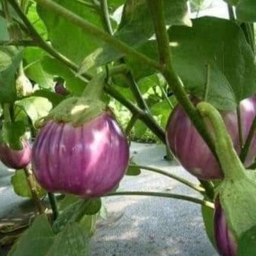 Hạt giống Cà Tím Khía F1 Thái Lan 0.3gr/gói