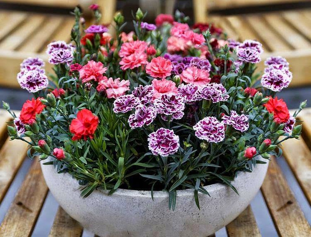 Hạt giống Hoa Cẩm Chướng Kép Nhiều Màu Hoa Siêu Đẹp, Dành Cho Người Yêu Hoa - Nông Sản Vàng