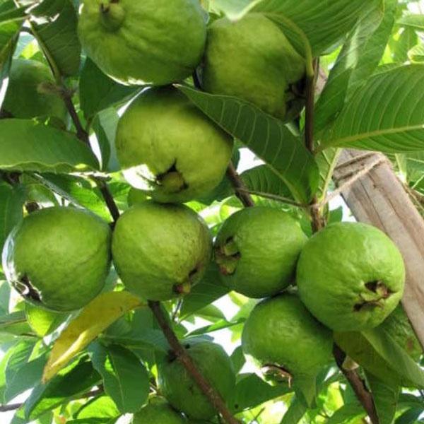 Ổi Găng Đông Dư, giá rẻ, dễ trồng, sai quả, ra quả quanh năm, quả ngâm r, chấm muối ớt hết nước chấm