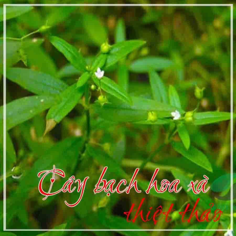 Thảo dược CÂY BẠCH HOA XÀ THIỆT THẢO khô sạch đóng gói 500gram - congtyduoclieuhonglan