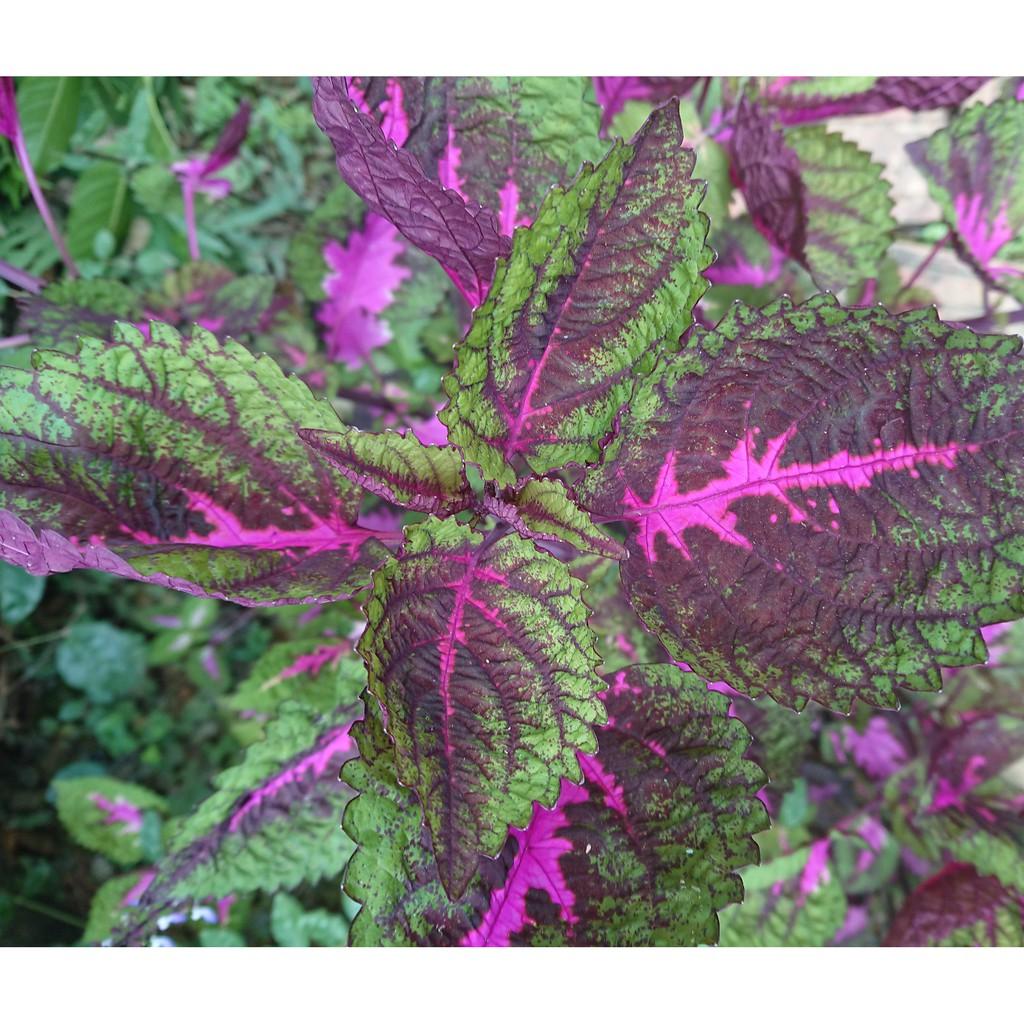 Cây tía tô cảnh